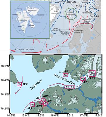 Microplastic fate in Arctic coastal waters: accumulation hotspots and role of rivers in Svalbard